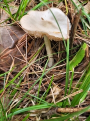 Marasmius nigrodiscus
