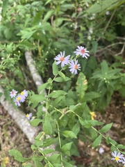 Symphyotrichum undulatum