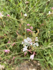 Oenothera filiformis