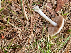 Marasmius nigrodiscus