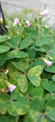 Oxalis latifolia
