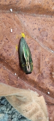 Pelecopselaphus blandus