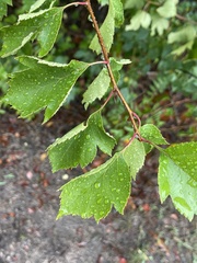 Crataegus crus-galli