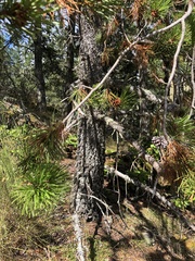 Pinus contorta contorta