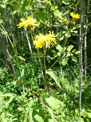 Crepis sibirica