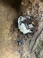 Reticularia lycoperdon
