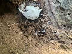 Reticularia lycoperdon