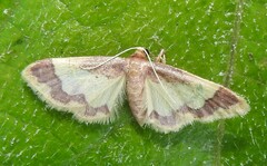 Idaea basinta