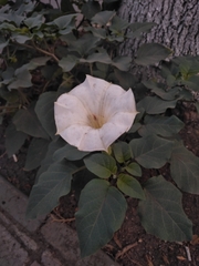 Datura innoxia