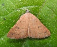 Hemeroplanis punitalis