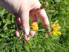 Crepis sibirica