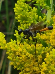 Ammophila