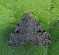 Nychioptera noctuidalis