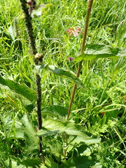 Crepis sibirica