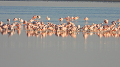 Phoenicopterus chilensis