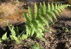 Pelazoneuron kunthii