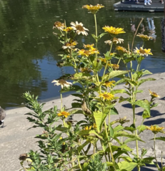 Heliopsis helianthoides