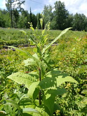 Parasenecio hastatus