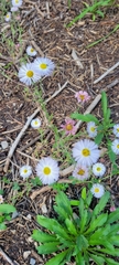 Erigeron divergens