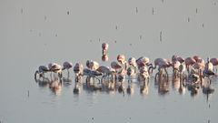 Phoenicopterus chilensis