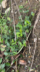Euonymus fortunei