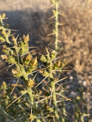 Cylindropuntia leptocaulis