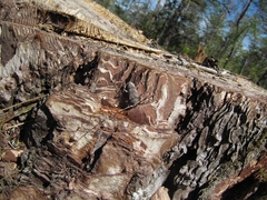 Acanthocinus aedilis