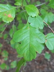 Crataegus monogyna