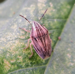 Aelia acuminata