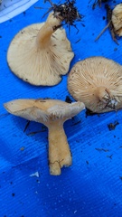 Lactarius porniniae