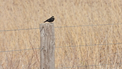 Hymenops perspicillatus