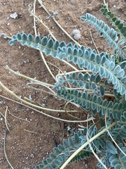 Astragalus mollissimus