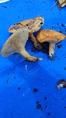 Lactarius porniniae