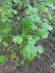 Crataegus monogyna