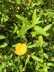 Ludwigia octovalvis
