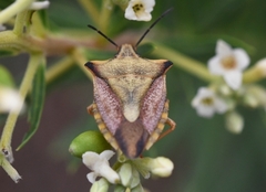 Carpocoris mediterraneus
