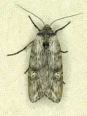 Lithomoia germana