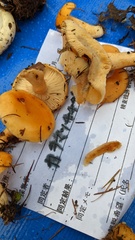 Lactarius porniniae