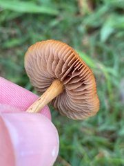 Agrocybe pediades