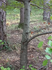 Crataegus monogyna