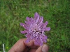 Knautia integrifolia