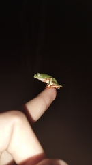 Callimedusa tomopterna
