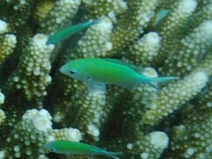 Chromis viridis