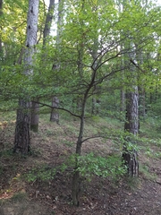 Crataegus monogyna