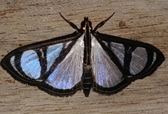 Glyphodes extorris