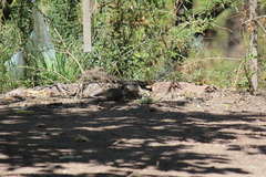 Saltator aurantiirostris