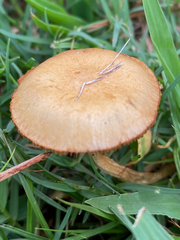 Agrocybe pediades