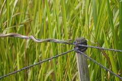 Dendrelaphis pictus
