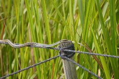 Dendrelaphis pictus