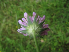 Knautia integrifolia